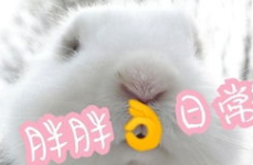 兔子娱乐乐,畅游欢乐时光，解锁快乐生活新篇章