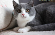 英国短毛猫价格,品种、血统与地域差异解析