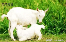 晴天小羊有多少网红吃瓜,揭秘网红吃瓜背后的故事