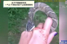 女人做梦被蛇咬,女人被蛇咬的象征意义与心理启示